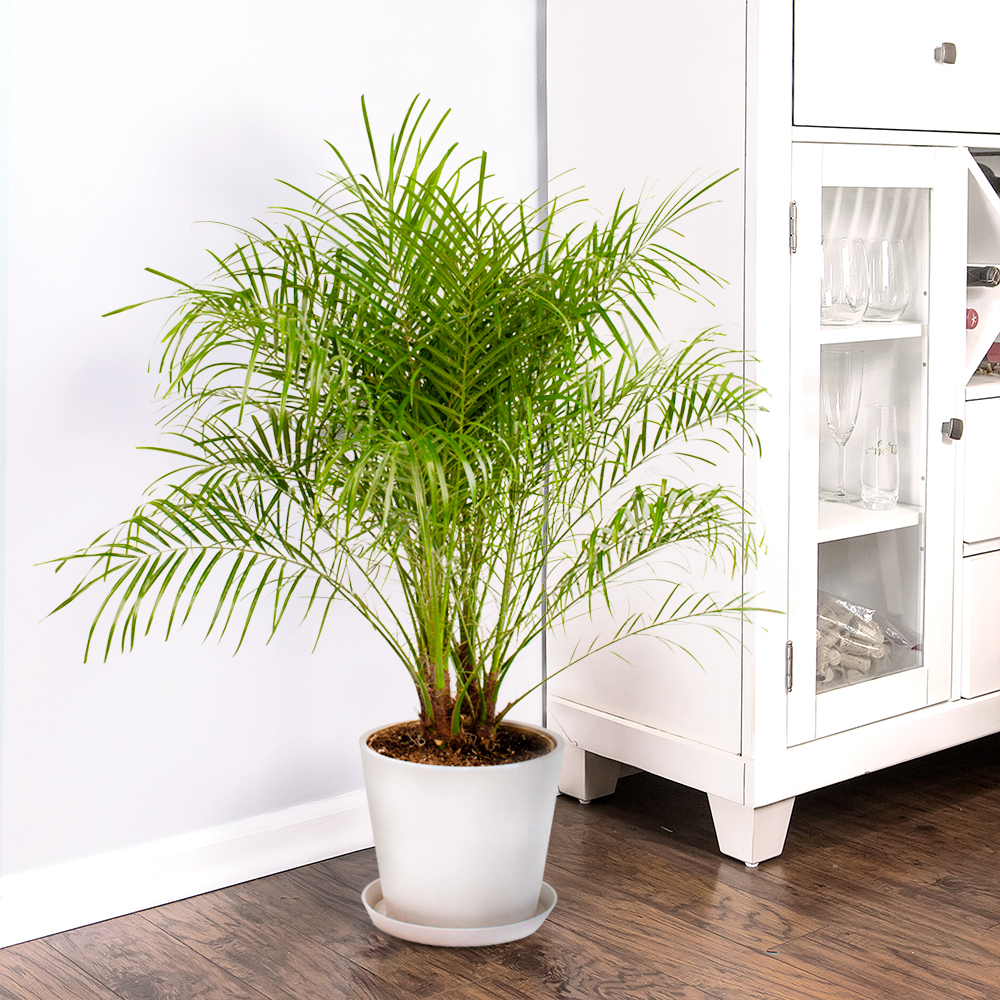 Date Palm Plant Delivery Los Angeles Ca